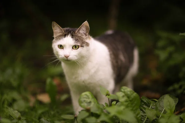 Tom Mail Cat Close Retrato Verão Jardim Fundo Com Cerca — Fotografia de Stock