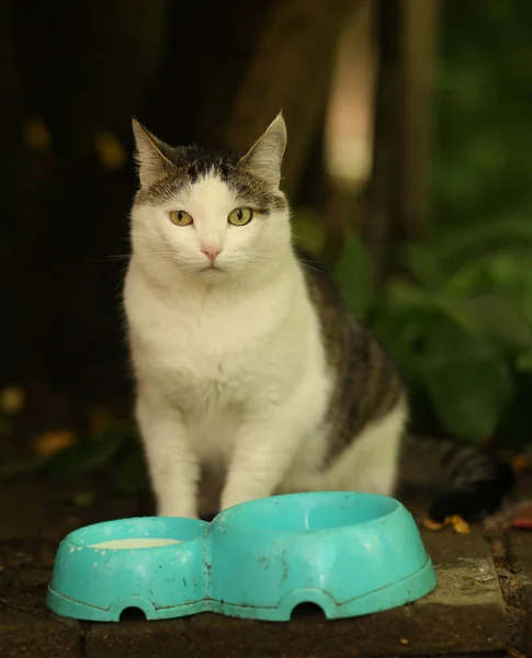 Hungrige Katze Trinkt Milch Aus Blauer Schüssel Leckt Seine Lippen — Stockfoto