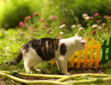 Tom posta kedi yakın çekim yaz dekorasyon çit bahçe zemin üzerine portre