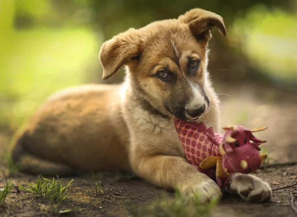 Alman Çoban Köpek Yavrusu Çiğneme Oyuncağı Kapatmak Yukarıya Yaz Açık — Stok fotoğraf