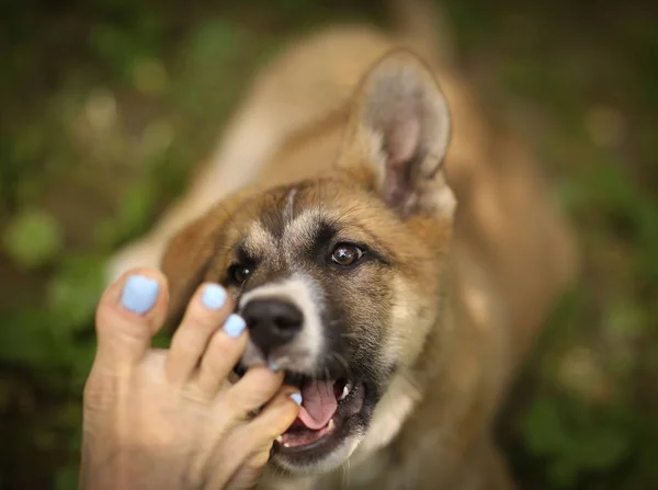 Schäfer Valp Hund Bita Människans Fot Närbild Foto — Stockfoto