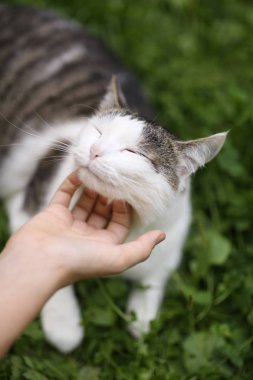 Tom posta mavi gözlü kedi portre el okşayarak ile yaz yeşil çimenlerin üzerinde Kapat