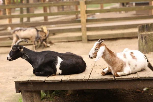 Deux Chèvres Détendre Dans Zoo Paddock Après Avoir Nourri Près — Photo