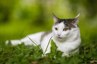 Tom posta mavi gözlü kedi portre el okşayarak ile yaz yeşil çimenlerin üzerinde Kapat