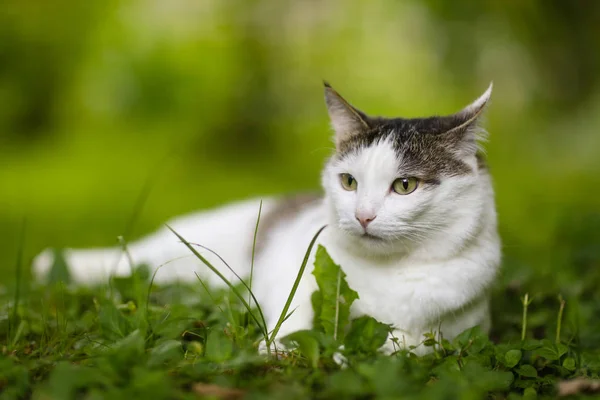 Tom Post Blue Eyed Katt Närbild Porträtt Sommaren Gröna Gräs — Stockfoto