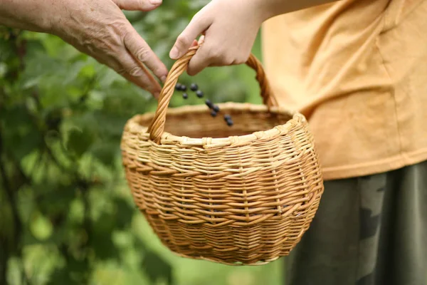 Basket Hand Harvest Black Currant Berries Green Garden Background — Stock Photo, Image