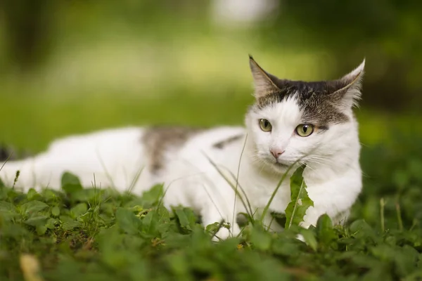 Tom Post Blue Eyed Katt Närbild Porträtt Sommaren Gröna Gräs — Stockfoto