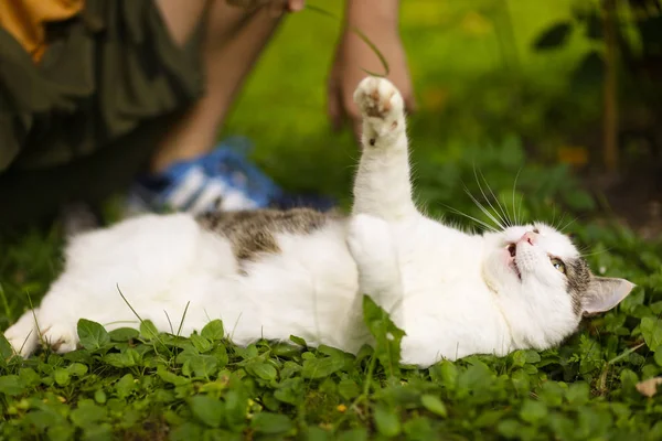 Tom male cat outdoor summer photo — Stock Photo, Image