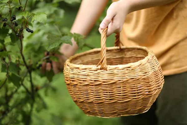 Basket and hand harvest black currant berries — Stock Photo, Image