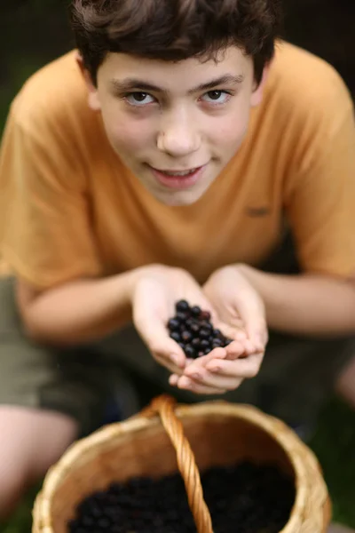 Teenager boy harvesting black currant with basket — Stock Photo, Image