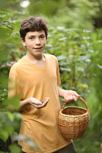 Hand mit Korb schwarze Johannisbeere ernten — Stockfoto