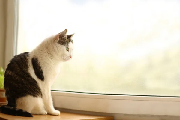 Correio tom gato sentar no peitoril da janela olhar através da janela — Fotografia de Stock