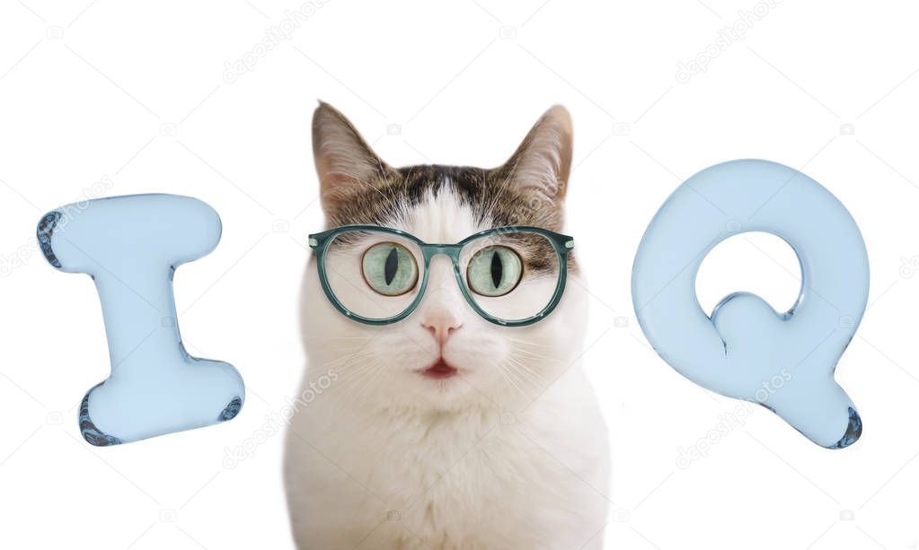 iq letters and funny cat in glasses close up portrait isolated on white