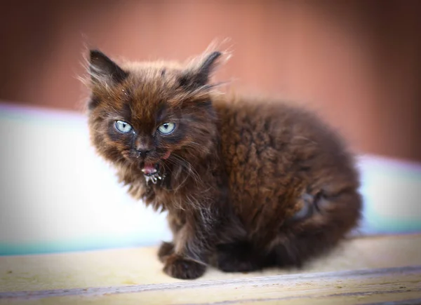 Gatito Negro Con Tinte Chocolate Sobre Fondo País Aire Libre — Foto de Stock