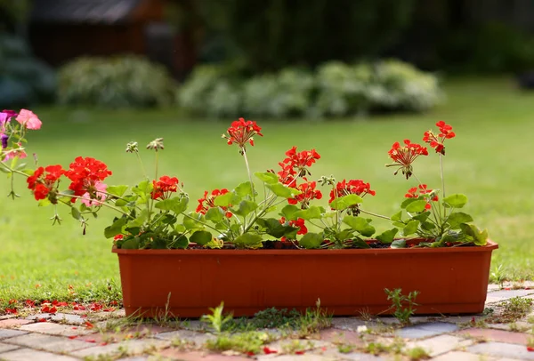 Scatola Fiori Con Fiori Geranio Cottage Casa Portico Estate Foto — Foto Stock