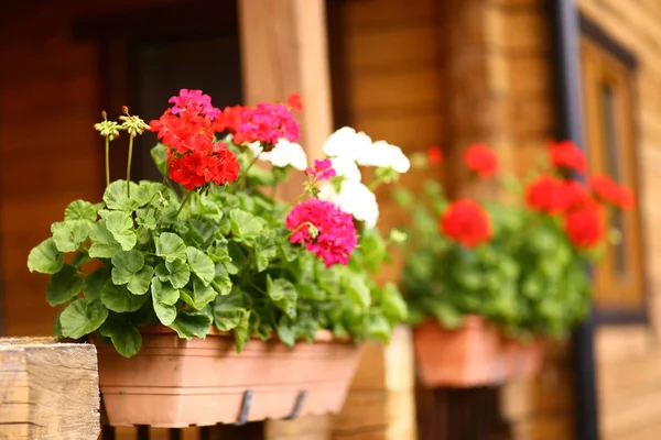 Flower Box Geranium Flowers Cottage House Porch Summer Close Photo — Stock Photo, Image