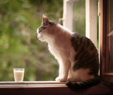 aç kedi cam kenarında yaz yeşil arka plan üzerinde süt İçecek