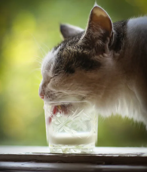 Hungrig Katt Dricka Mjölk Från Glas Fönsterkarmen Sommaren Grön Bakgrund — Stockfoto