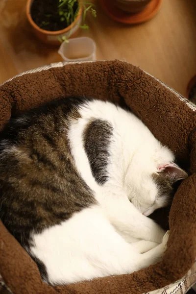 Sevimli Tom Posta Kedi Yakın Fotoğrafı Kanepede Uyumak — Stok fotoğraf