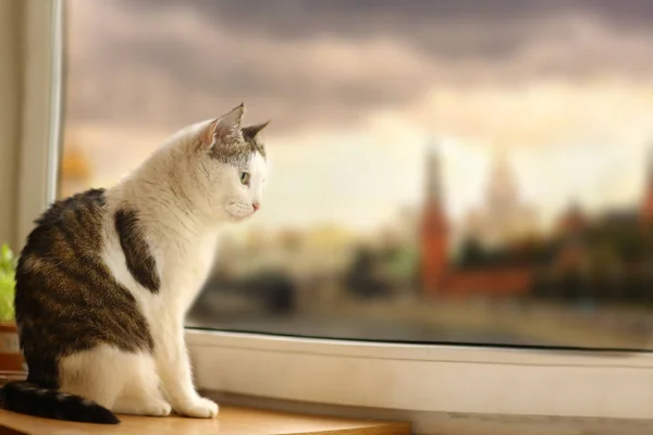 Correio Tom Gato Sentar Peitoril Janela Olhar Através Janela Chuva — Fotografia de Stock