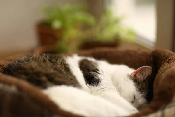 可爱的汤姆邮件猫睡觉关闭照片在猫床上的盆栽植物背景 — 图库照片