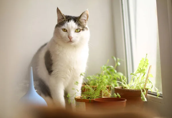 cat eating pot plants sprouts on windowsill