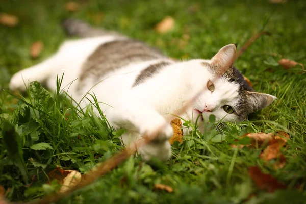 Tom male cat outdoor summer photo — Stock Photo, Image