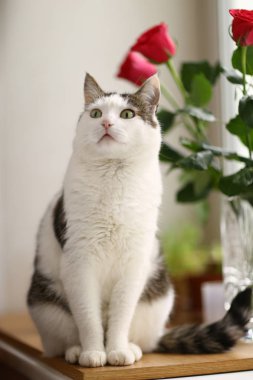 çim çiğneme cuntry kedi