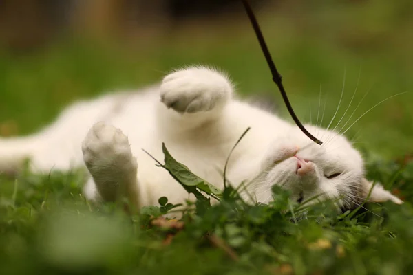 汤姆男性猫户外夏天相片 — 图库照片