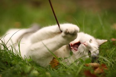 Tom posta mavi gözlü kedi oyun yakın çekim yaz yeşil çimenlerin üzerinde portre