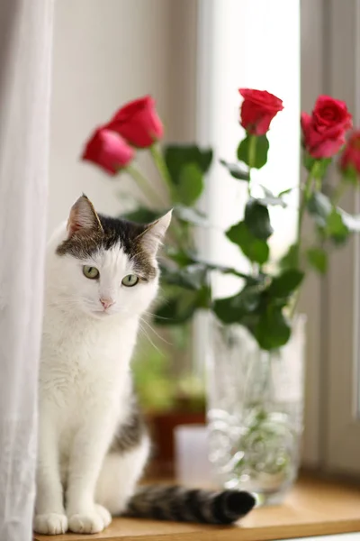 在窗台逗人喜爱的猫与红色玫瑰花束在水晶花瓶特写照片 — 图库照片