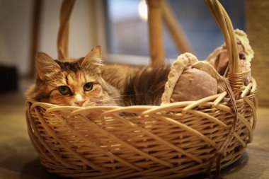 gri kedi kedi yatak sepet yakın fotoğraf yukarıya içinde yatıyordu