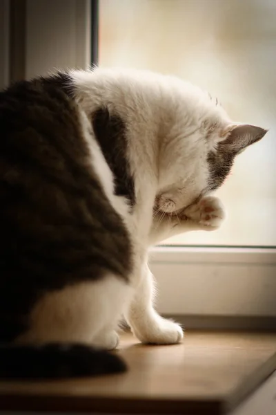 猫洗自己的窗台上关闭照片 — 图库照片