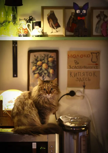 Aranyos Macska Belső Étkezőjében Közelről Fotó — Stock Fotó