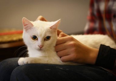 beyaz kedi insan Tur okşayarak elle kapatmak fotoğrafı