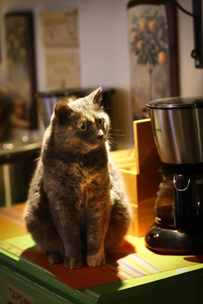 Baumfarbene Katze Sitzt Neben Dem Vieh Auf Dem Tisch Großaufnahme — Stockfoto