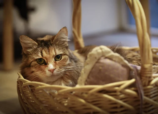 Weiße Katze Auf Menschlichem Schoß Mit Streichelnden Händen Aus Nächster — Stockfoto