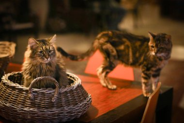 beyaz kedi kedi yatak ev kapatmak yukarıya fotoğraf