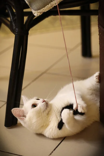 Gato Branco Jogar Com Mouse Artificial Perto Foto — Fotografia de Stock