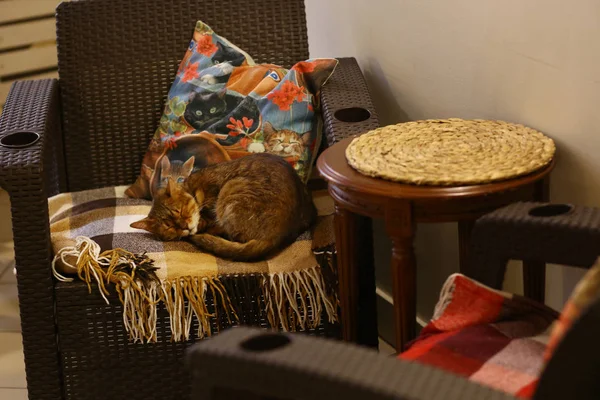 Серая Кошка Спит Кресле Уютном Интерьере Столовой — стоковое фото