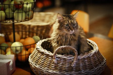 gri kedi kedi yatak sepet yakın fotoğraf yukarıya içinde yatıyordu