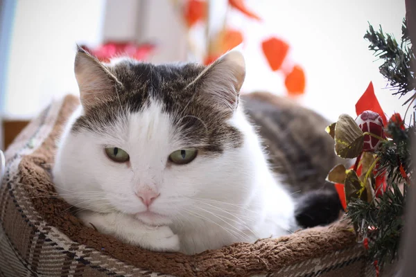 Sevimli Tom Posta Kedi Kedi Yatakta Uyumak Yakın Çekim Fotoğraf — Stok fotoğraf