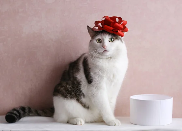 Grappige Kat Foto Slapen Geschenkdoos Met Rode Strik Hoofd Als — Stockfoto