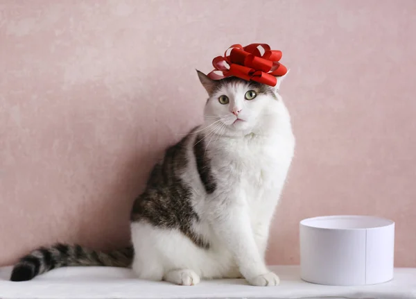 Divertente Gatto Foto Dormire Confezione Regalo Con Fiocco Rosso Sulla — Foto Stock