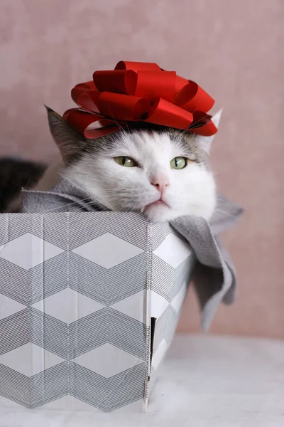 Divertida Foto Gato Durmiendo Caja Regalo Con Lazo Rojo Cabeza —  Fotos de Stock