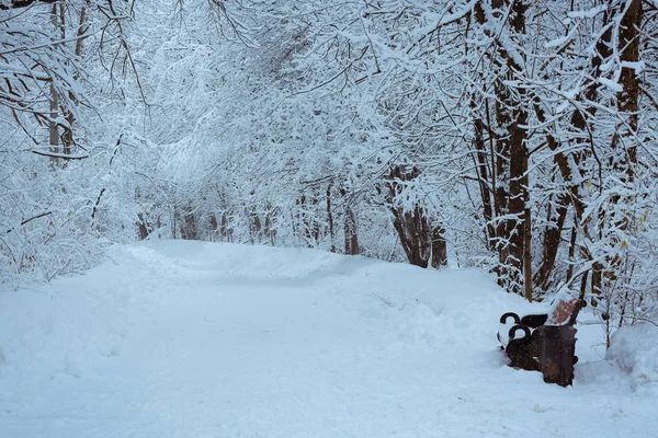 Parque Nevado Con Árboles Cubiertos Nieve Después Una Tormenta Nieve —  Fotos de Stock