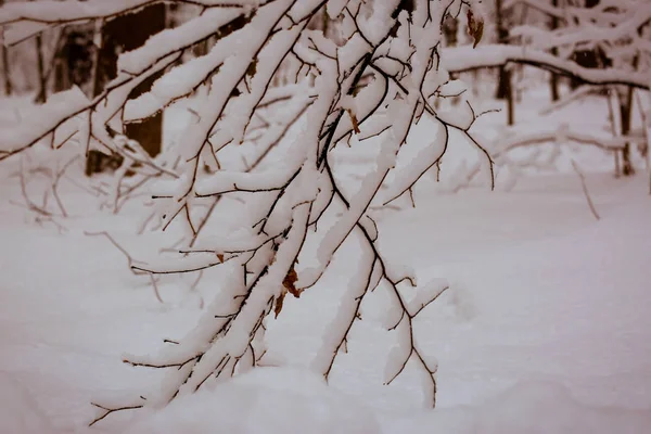 Parque Nevado Com Árvores Cobertas Neve Após Tempestade Neve Maciça — Fotografia de Stock