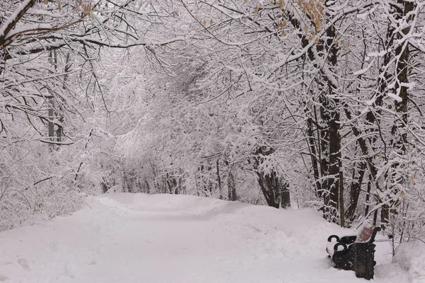 巨大的暴风雪过后 有树木覆盖着雪的雪公园 — 图库照片