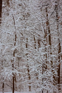 sonra büyük kar fırtınası karla kaplı ağaçlar ile karlı park