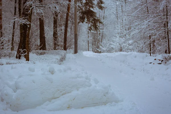 巨大的暴风雪过后 有树木覆盖着雪的雪公园 — 图库照片